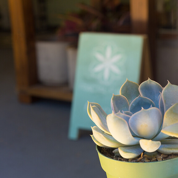 A plant in a pot.