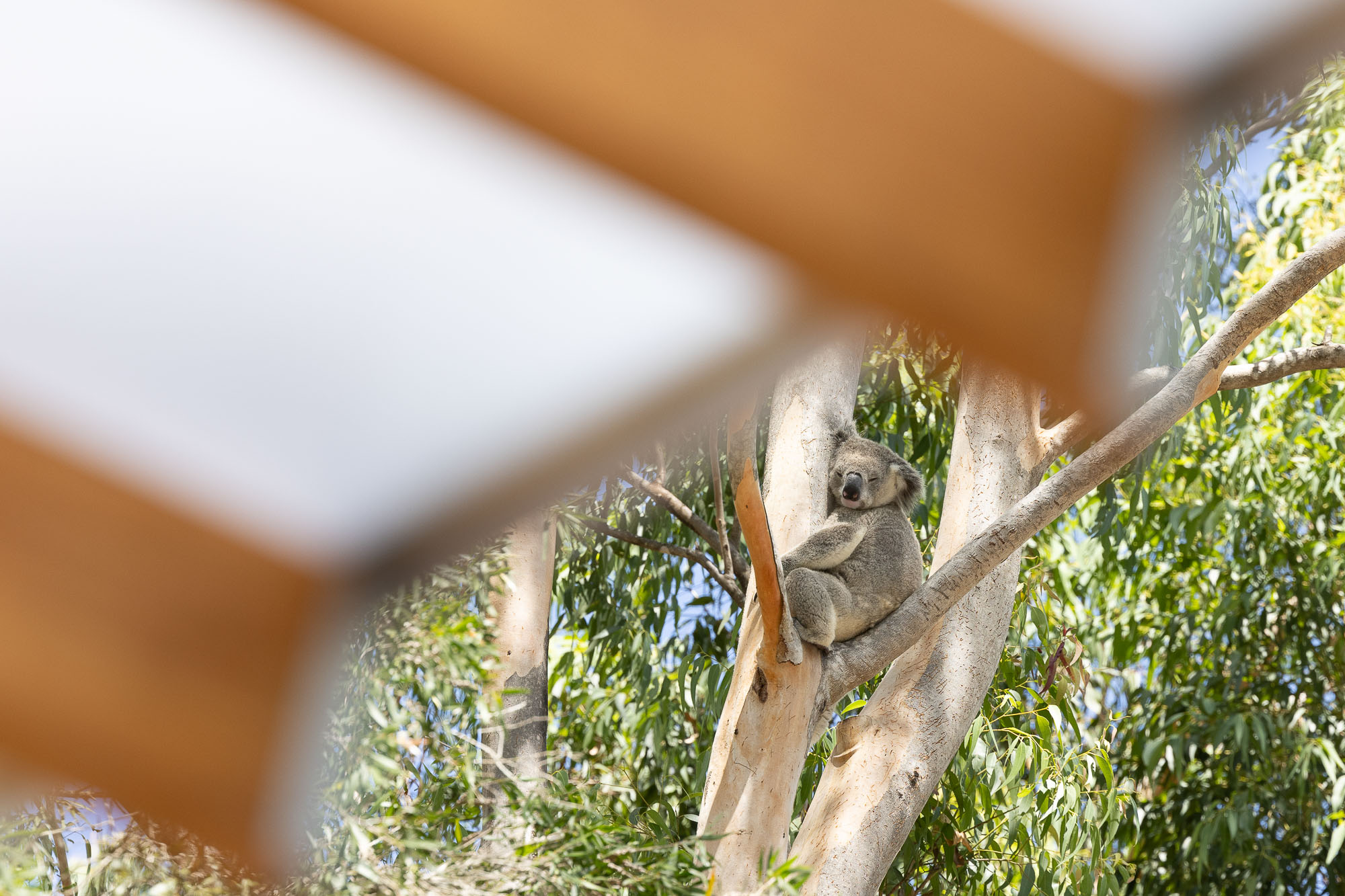 A squirrel on a branch.