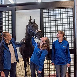 A group of women petting a horse.