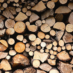 A pile of cut logs.