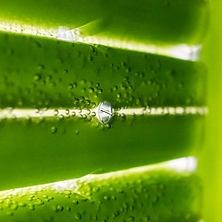 A close up of a glass tube with air bubbles and green algae.