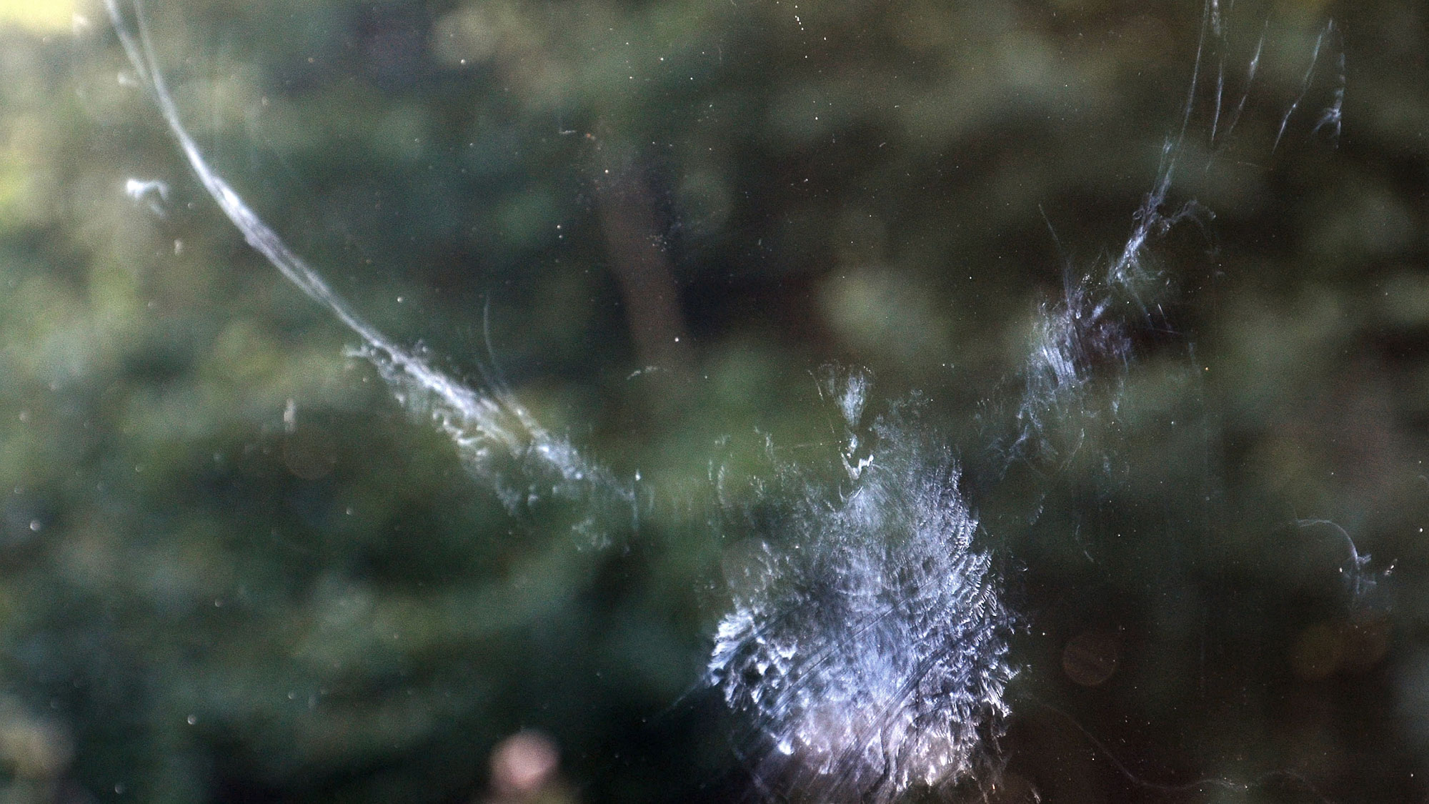 A close up of a bird collision on glass.
